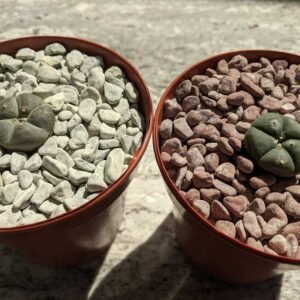 Lophophora williamsii - Peyote Seedlings photo review