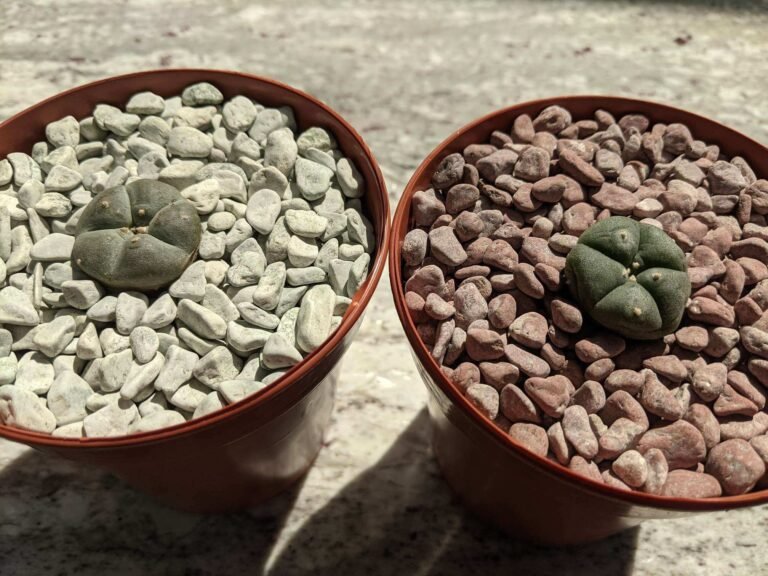 Lophophora williamsii - Peyote Seedlings photo review