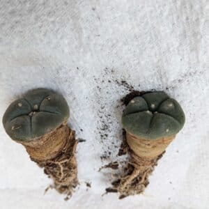 Lophophora williamsii - Peyote Seedlings photo review