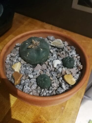 Lophophora williamsii - Peyote Seeds photo review