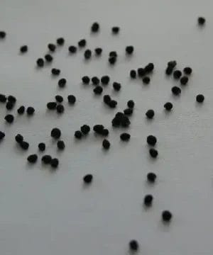 Lophophora Seeds
