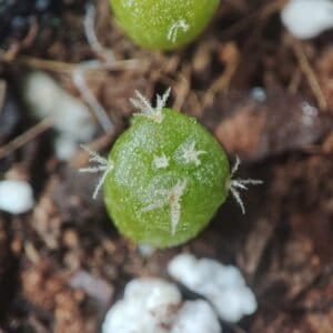 Lophophora williamsii - Peyote Seeds photo review