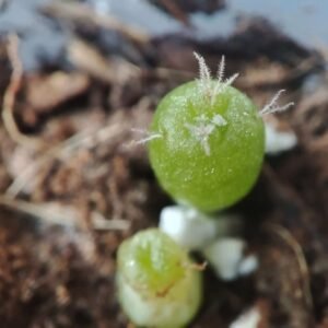 Lophophora williamsii - Peyote Seeds photo review