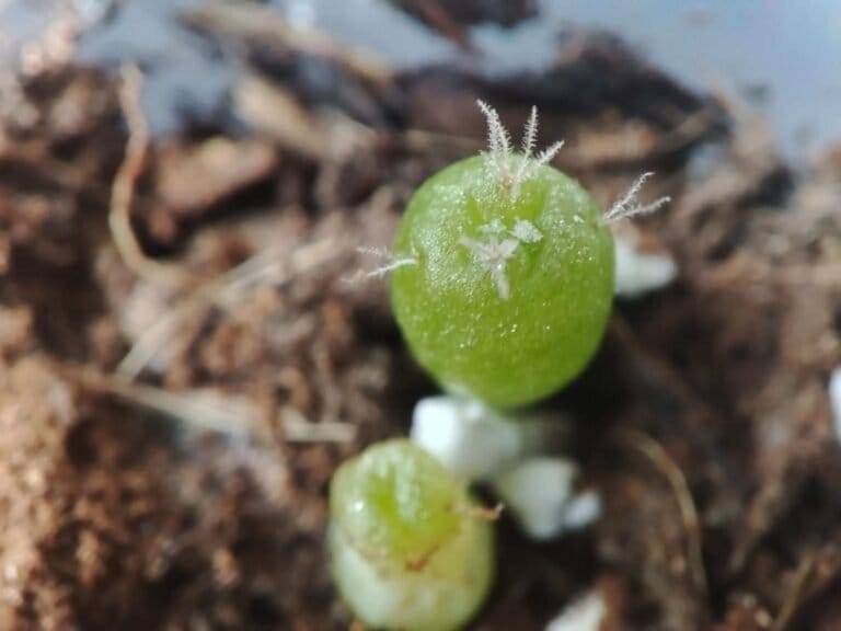 Lophophora williamsii - Peyote Seeds photo review