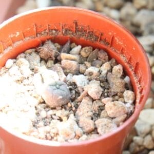 Lophophora Williamsii - Peyote Adults (3Cm +) Photo Review