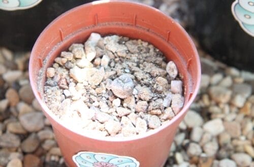 Lophophora Williamsii - Peyote Adults (3Cm +) Photo Review