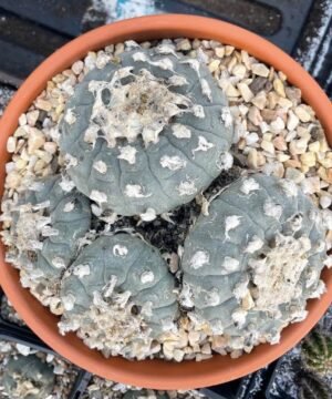 30 Year Old Lophophora 1