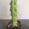 Boobie Cactus 15Cm 1