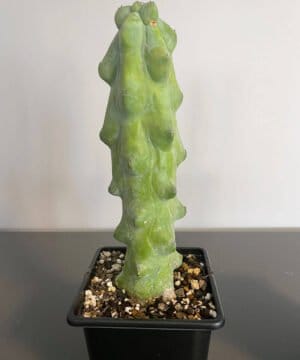 Boobie Cactus 15cm 1