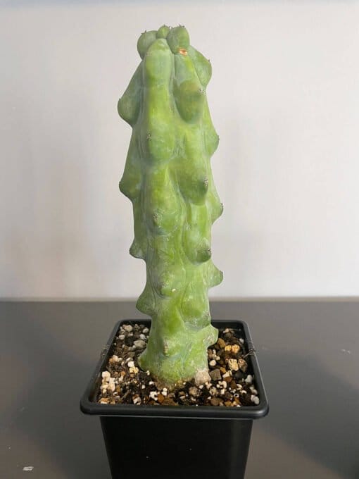 Boobie Cactus 15Cm 1