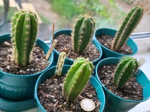 Mystery Box Trichocereus Seedling Subscription photo review