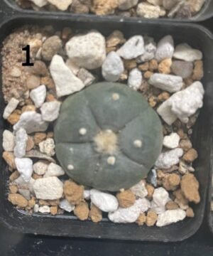 Lophophora 1