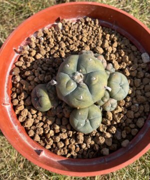 Lophophora Caespitosa 1