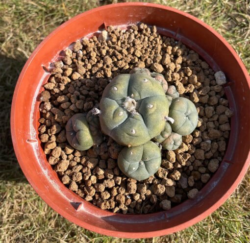 Lophophora Caespitosa 1