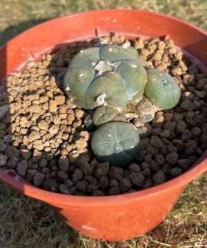 Lophophora Caespitosa 2 Scaled