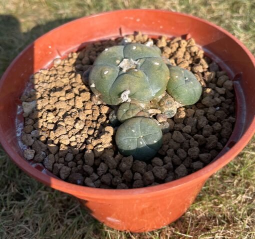 Lophophora Caespitosa 2 Scaled