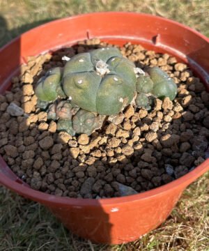 Lophophora Caespitosa 3