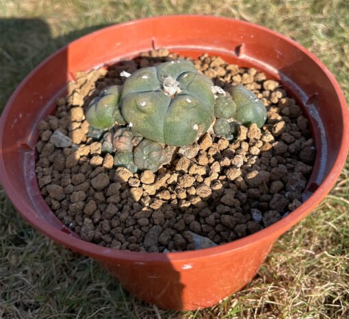 Lophophora Caespitosa 3