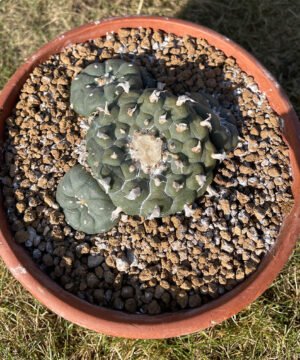 Lophophora Caespitosa Flashy Ribs 1