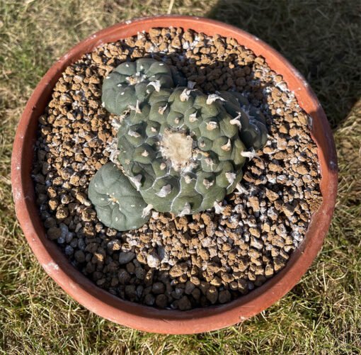 Lophophora Caespitosa Flashy Ribs 1