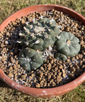 Lophophora Caespitosa Flashy Ribs 2