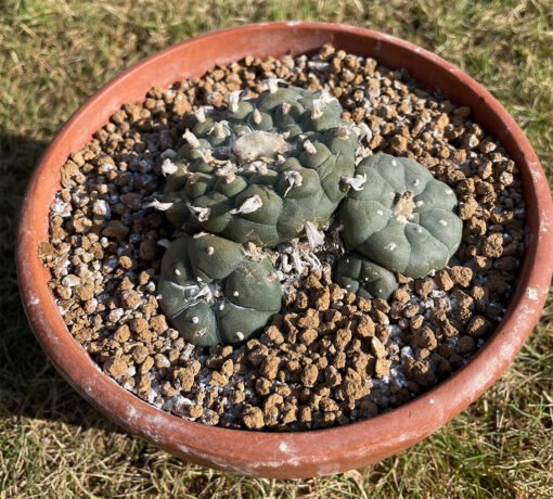 Lophophora Caespitosa Flashy Ribs 2