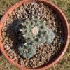 Lophophora Caespitosa Flashy Ribs Main