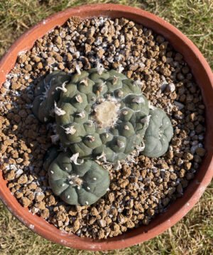 Lophophora Caespitosa Flashy Ribs Main