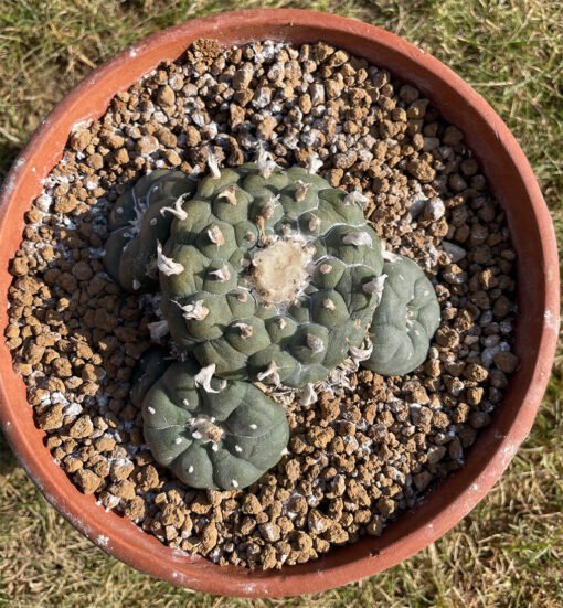 Lophophora Caespitosa Flashy Ribs Main