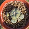 Lophophora Caespitosa Main