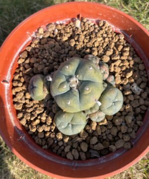 Lophophora Caespitosa Main