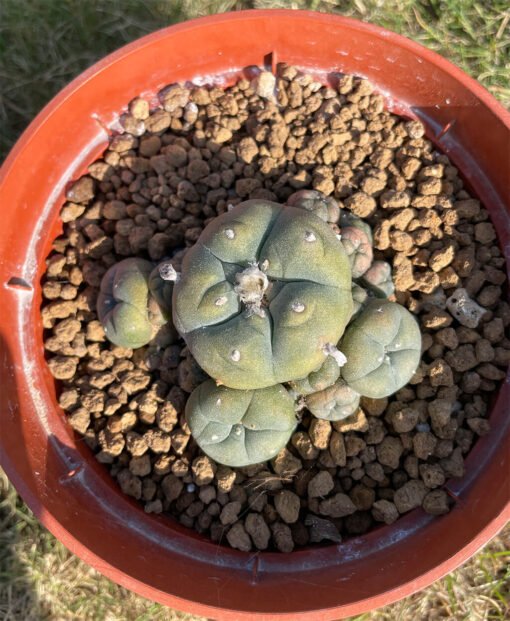 Lophophora Caespitosa Main