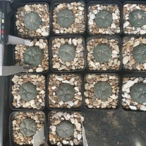 Lophophora Grouped With Measure