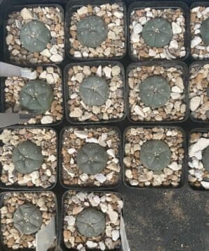 Lophophora Grouped With Measure
