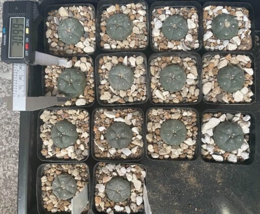 Lophophora Grouped With Measure