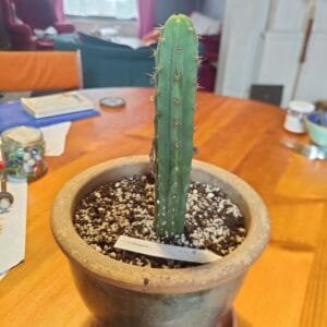 Trichocereus bridgesii - Bolivian Torch - Seedlings photo review