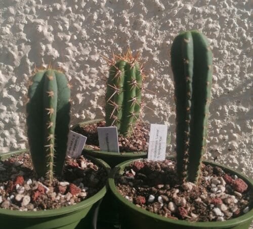 Mystery Box Trichocereus Seedling Subscription Photo Review