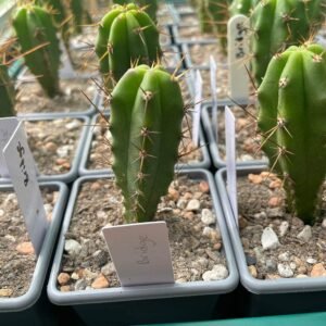 Trichocereus Bridgesii Main 1