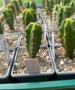 Trichocereus Bridgesii Main 1