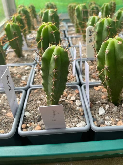 Trichocereus Bridgesii Main 1