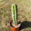 Trichocereus Bridgesii Main