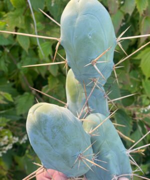 Trichocereus Tbm 01 1