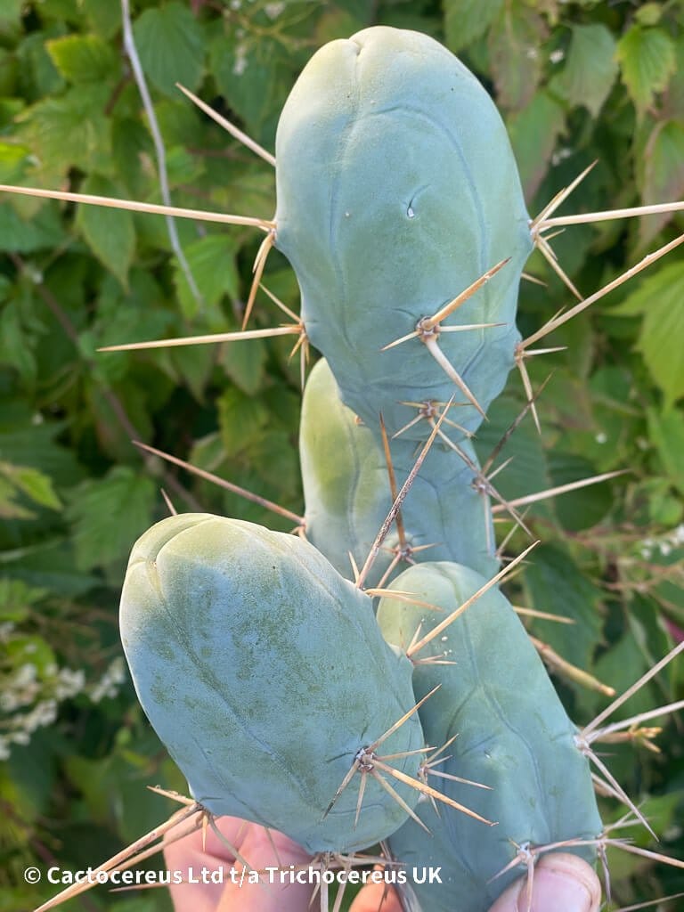 Tr. Bridgesii Monstrose Clone B (TPM) - Bolivian Torch | Cactocereus UK ...