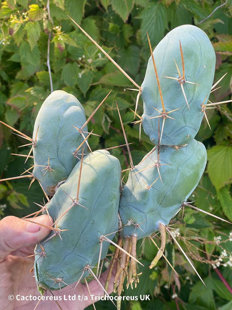 Tr. Bridgesii Monstrose Clone B (TPM) - Bolivian Torch | Cactocereus UK ...