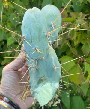 Trichocereus Tbm 01 3