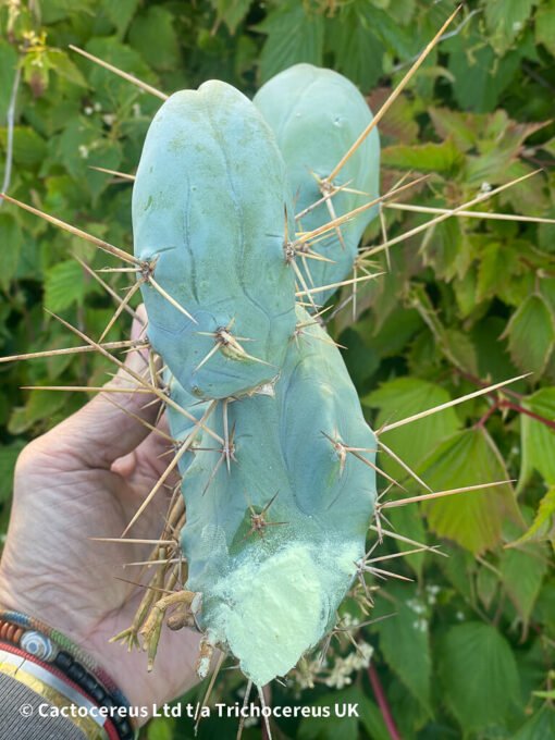 Tr. Bridgesii Monstrose Clone B (Tbm) - Bolivian Torch - Image 3