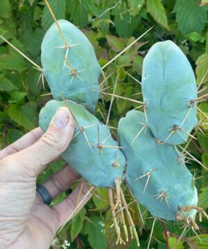 Trichocereus Tbm 01 4