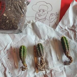 Mystery Box Trichocereus Seedling Subscription photo review