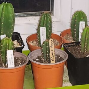 Mystery Box Trichocereus Seedling Subscription photo review