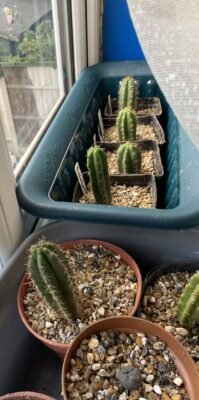 Mystery Box Trichocereus Seedling Subscription photo review